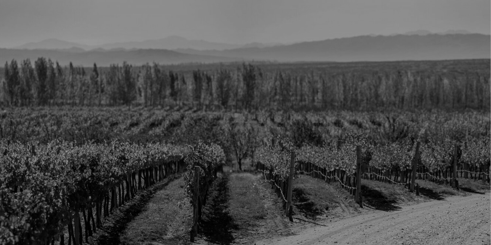 Viñedo de Finca El Tomillo en Gualtallary